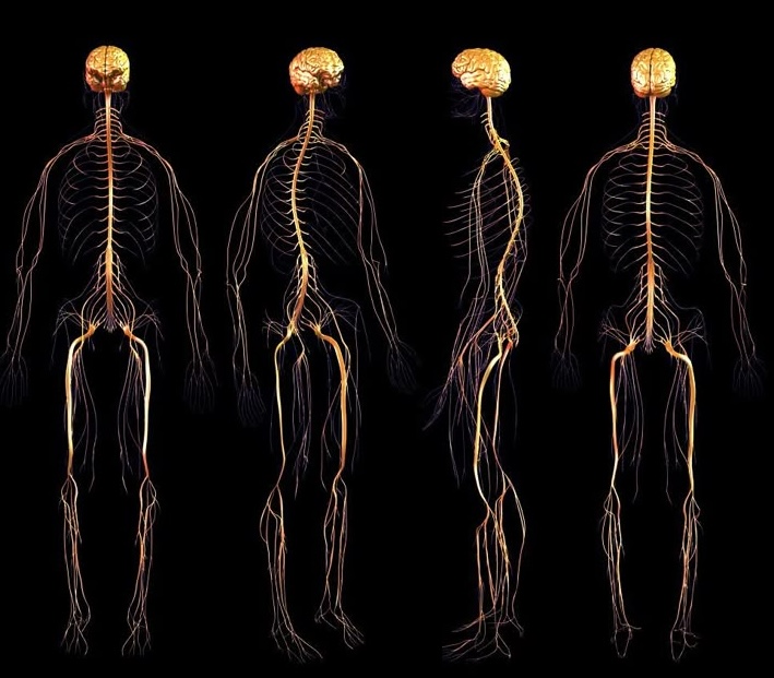 Nervous System Regulation